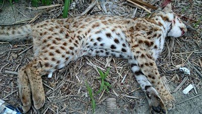 東勢石城街石山巷有石虎出沒    市府已託特生中心處理後續並提醒駕車慢行