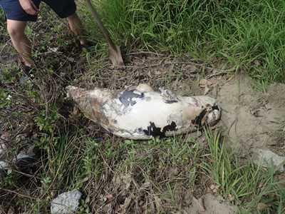 松柏漁港內發現罕見江豚屍體  農業局採樣後已就地掩埋