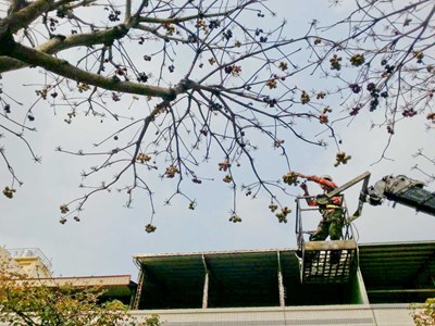 掌葉蘋婆開花飄異味 市府去除花苞改善味道
