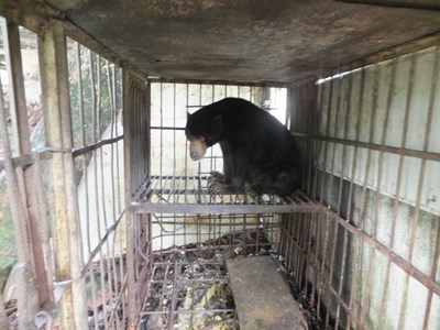 飼主無力飼養馬來熊     市府協請屏科大收容中心照養