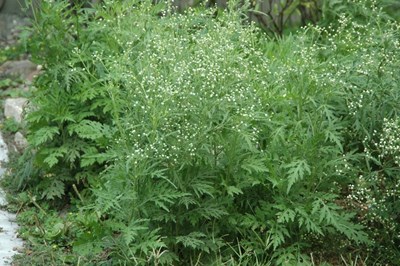外來有毒植物「銀膠菊」可致人體過敏      農業局呼籲全民共同防除