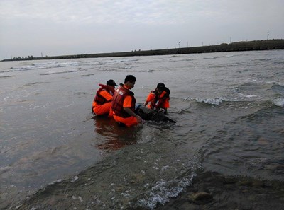 侏儒抹香鯨擱淺大甲        中市府委請成功大學運回研究中心詳細檢查