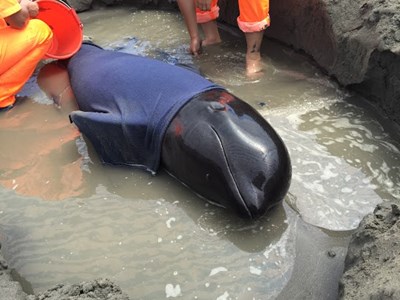  「短肢領航鯨」擱淺梧棲漁港      市府委請成功大學詳細檢查