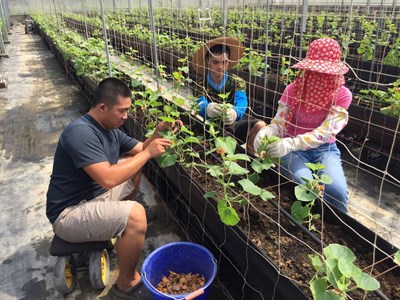 中市府啟動「青年加農‧賢拜傳承」年輕學員下田讚實務經驗花錢買不到