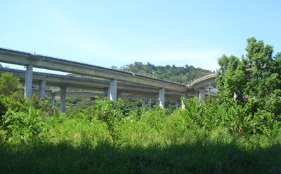 為爭議路樹找新家 建設局評估移植國道交流道橋下空間 盼打造都市森林