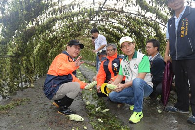 關心颱風農損      林市長要求一週內完成調查並助申請補助 