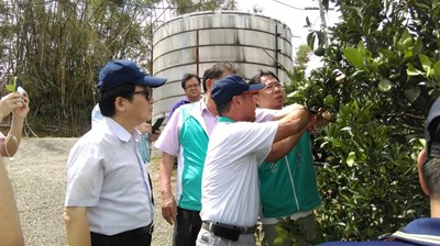 關心中市農業災損       市府秘書長勘查東勢柑橘受損情形