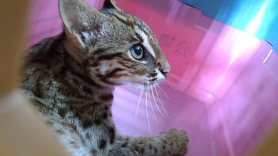 市府搶救瀕臨絕種保育類動物石虎 交特生中心醫療