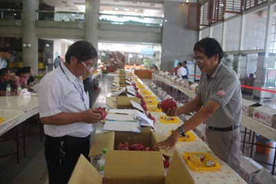 中市優質紅龍果評鑑結果出爐   徐建勝榮獲紅龍果達人