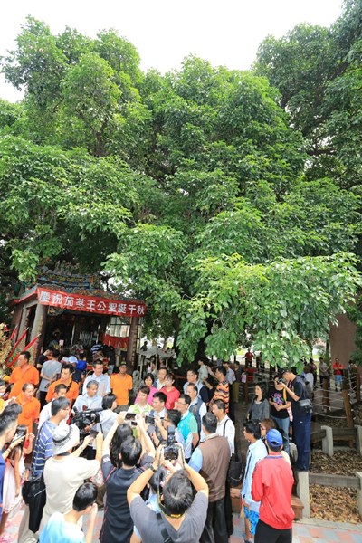 千年茄苳樹王公契子大團圓    林市長感謝王公守護地方