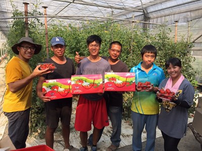 夏天種冬天品種小番茄      市府農民大學堂學員逆向思考開創台灣農業新契機