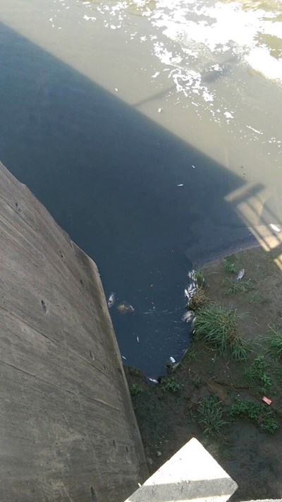 改善梧棲大排常年汙染問題     市府爭取中央補助建置水質淨化設施 