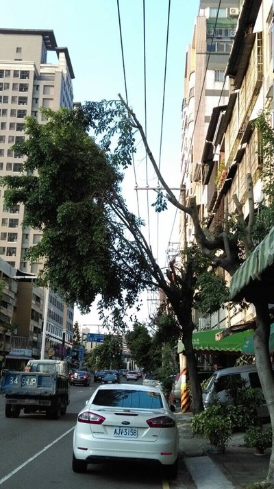 搶救剃頭路樹 中市府予以裁罰並落實樹木修剪教育訓練
