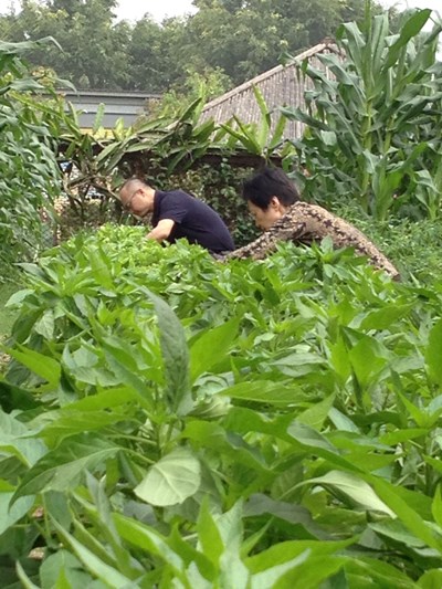 105年第1期環保農園即日起開放報名 體驗都市農園耕種樂趣