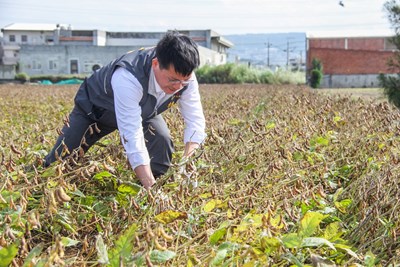 林市長採收契作非基改大豆 盼政策創造多贏