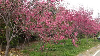 台中櫻花季 市府觀旅局歡迎大家到台中賞櫻