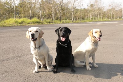 消防局搜救犬中文名 網路投票7日起跑