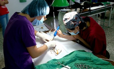 減少流浪犬貓      市府續辦偏鄉免費犬貓絕育活動   