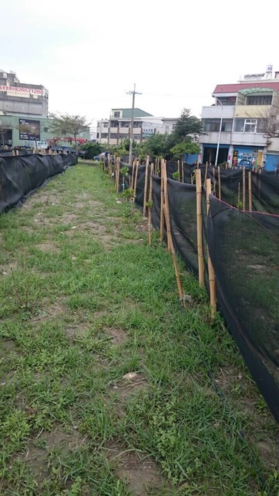 海線種樹更需細心栽種定期追蹤 建設局去年底三千多樹苗存活率逾95%