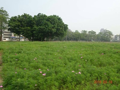 復興路建成營區綠化復育有成 空地變花海