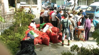 推動友善農業 市府持續收購撿拾福壽螺