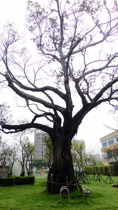 東區泉源公園染病老樹 建設局新工法全力搶救 枝幹已冒嫩芽