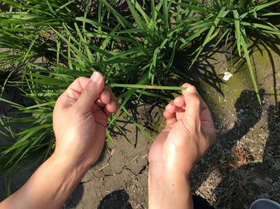 氣溫漸升    農業局提醒預防稻熱病