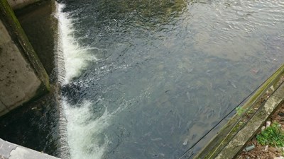 潮洋溪水質狀況尚佳     無魚群死亡情形