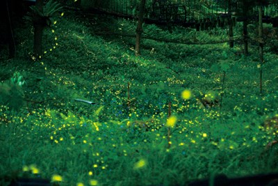 賞螢系列活動開跑 逗陣台中賞螢趣