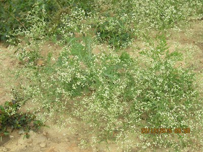 有毒植物銀膠菊入侵面積擴大   農業局籲防除並勿採集觀賞