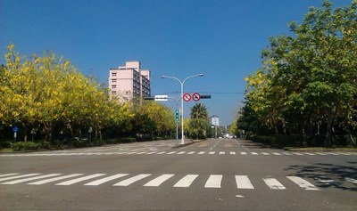 興大路阿勃勒花大道 南區新景點正夯