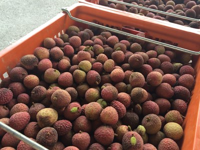 保障農民收益    農業局收購荔枝次級品