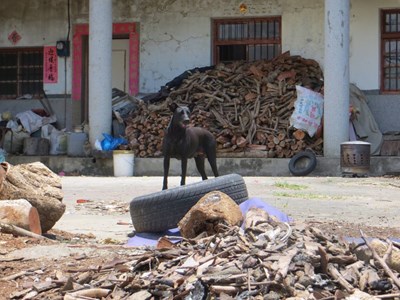 男童遭流浪狗咬傷事件 動保處：落實精準捕捉、加強犬貓絕育