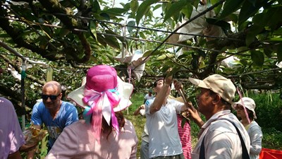 農村微旅行    梨果巴士遊東勢