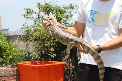 霧峰農田水溝鱷魚出沒   農業局暫時收容並持續調查來源