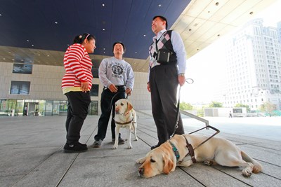 導盲犬可自由出入公共空間 拒絕或限制其於特定區域恐觸法