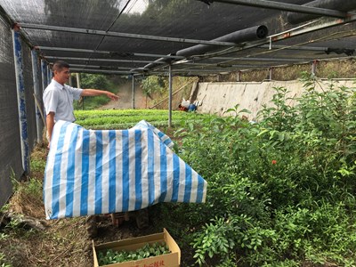 兼顧環保與公益 中市清潔隊廚餘堆肥種菜贈弱勢