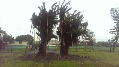 中市府建設局移植傾倒夫妻樹 保存清水在地記憶
