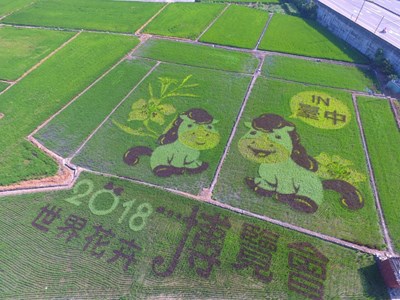 為花博暖身   大甲可愛小馬彩繪稻田亮麗登場