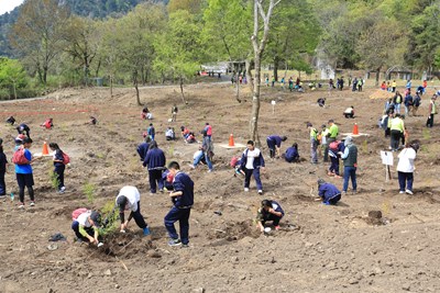 市府八年百萬棵植樹計畫 明年續編預算推動