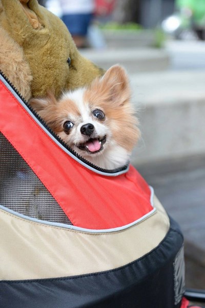 全國首創 中市寵物屍體處理及寵物生命紀念業管理自治條例市議會法規委員會通過