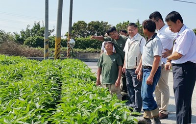 市府積極搶救受災損大豆 大肚大豆12月採收