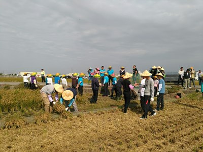 中市農業局帶科技人體驗割稻 所得稻米義賣捐公益