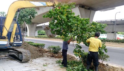 建商移樹須依法申請 違者最高罰6000元