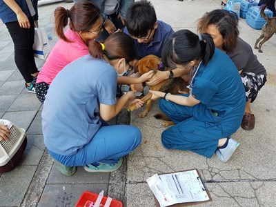 中市今年偏鄉犬貓絕育3合1活動完成 助1,584頭犬貓絕育