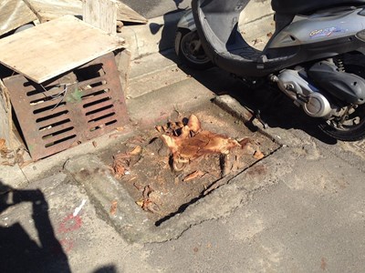 建商違法砍樹 中市建設局重罰54萬並研議移送法辦