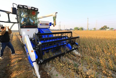 中市非基因改造大豆採收  創造農地、農民、消費者三好