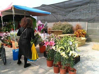 逛花毯買花卉 花卉便利購專區開賣