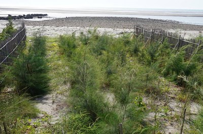 中市府協調三河局造林防塵改善空汙 連續兩年無大規模揚塵日數