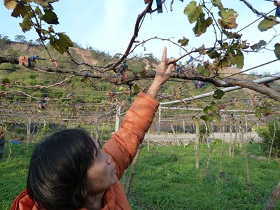用心好農劉美雪    堅持提供安心農產